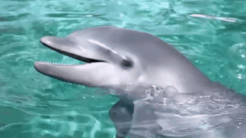 SeaWorld giphyupload reaction wow adorable GIF
