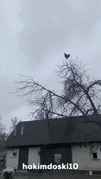 Shocked GIF