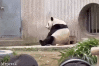 Sad China GIF
