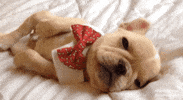 Tired Bow Tie GIF