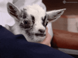 dragons den goat GIF by CBC