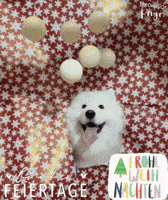 Christmas Benji GIF