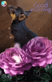 Good Morning Feliz GIF by Murcianys LLC