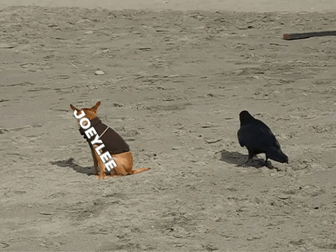 maxmartinussen giphygifmaker GIF