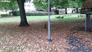 Mini Dachshund Fetches Huge Stick GIF by ViralHog