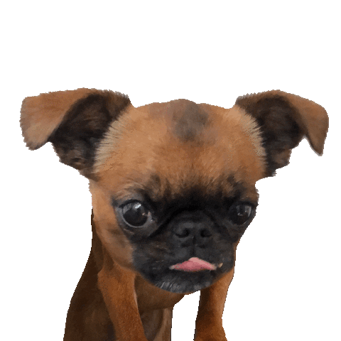 Brussels Griffon Kiss Sticker by MISO PUP