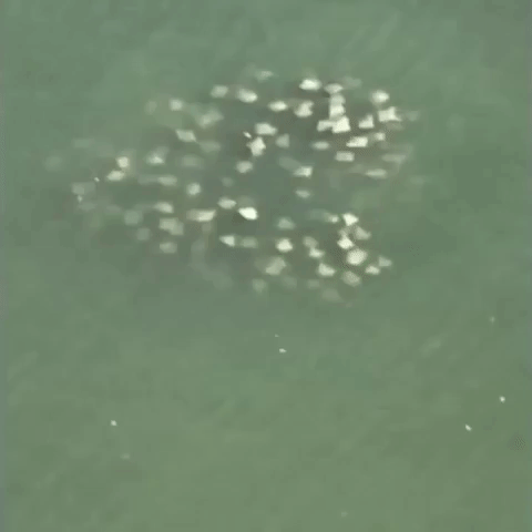 Large School of Manta Rays Swim in Tampa Waters