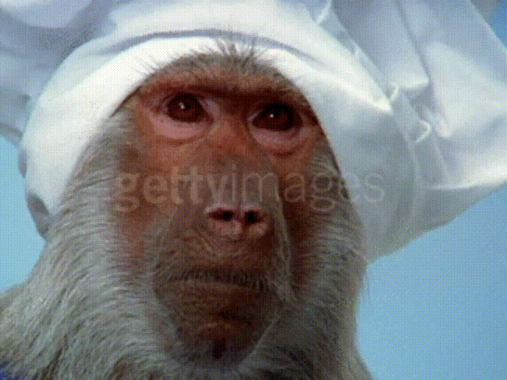 Monkey Reaction GIF