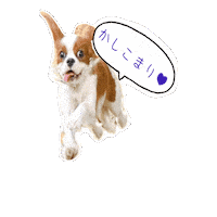 Dogs Cavalierkingcharlesspaniel Sticker