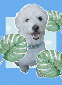 Camiladc88 digitalart visualart digitalcollage camiladc GIF