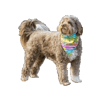 St Patricks Day Dog Sticker by Geekster Pets