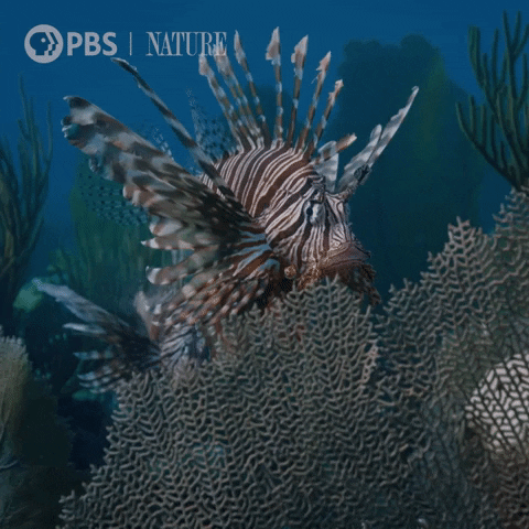 Invasive Species Ocean GIF by Nature on PBS