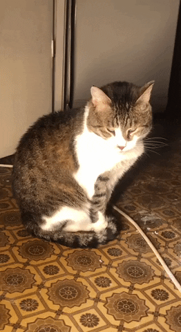 BAS0V giphygifmaker GIF