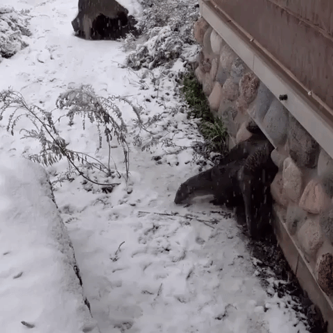Otter Pups Enjoy Their First Snow at Milwaukee County Zoo