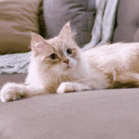 hillspetnutrition cat what shock surprised GIF