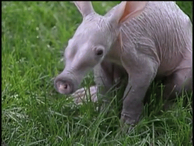 Baby Animals Aardvark GIF