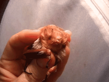 baby squee GIF