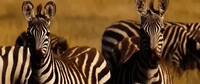 Dark Of The Moon Transformers GIF by Transformers: The Last Knight
