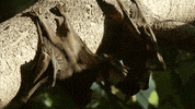 When Nature Calls Fighting GIF by ABC Network