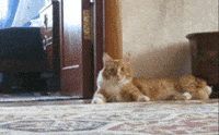 Scared Cat GIF by Challenger