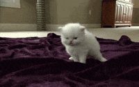 Monday Morning GIF