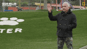 Dogwhisperer GIF by National Geographic Channel