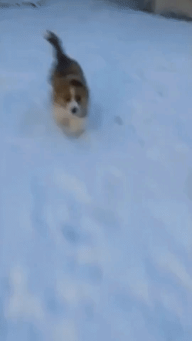 Puppy Enjoys Minneapolis Snow During Cold Snap