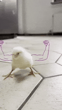 Fight Chicken GIF