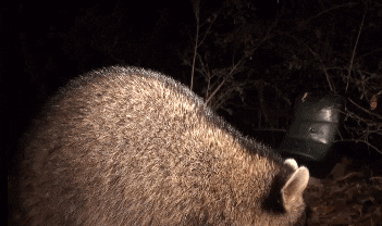 Nom Nom Nom Raccoons GIF