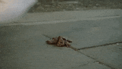So Annoying GIF by Mae Muller