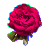 rose STICKER by imoji