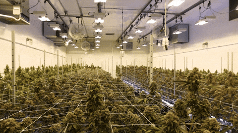 Plant Grow GIF by Exclusive Brands