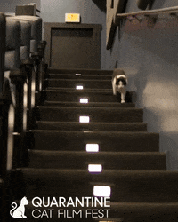 RowHousePGH cat cats adorable pets GIF