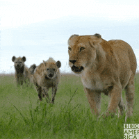 sir david attenborough wildlife GIF by BBC America