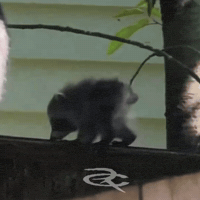 Raccoon GIF by Respective