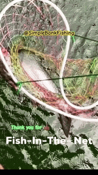 The Bank Wow GIF