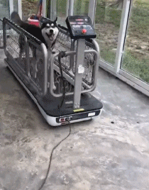 cuteanimalland giphyupload GIF