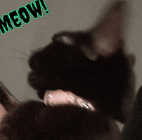 Angry Black Cat GIF