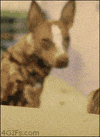 heads meth GIF