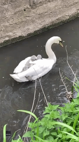 'All Aboard': Baby Swans Hitch a Ride on Mom's Back