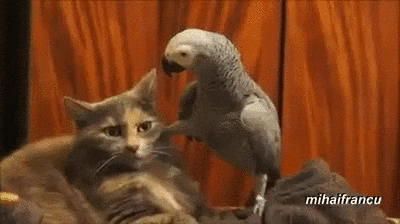 partner GIF