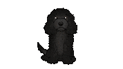 Cute Dog Sticker by zoopeez