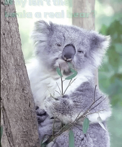 jokes giphygifgrabber joke jokes koala GIF