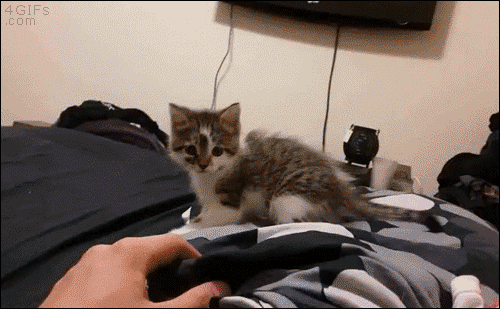 Funny Cat Reaction GIF by MOODMAN