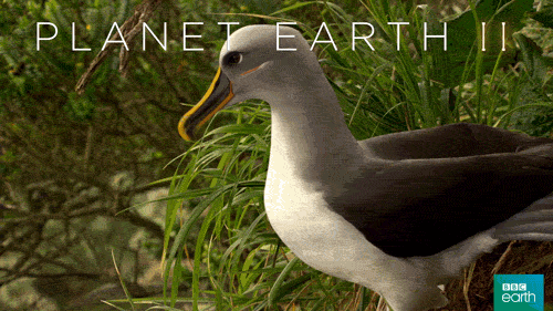 true love bird GIF by BBC Earth
