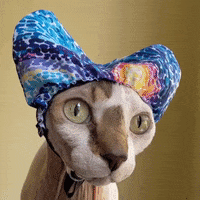 FloksiPet cat what cats canadian GIF