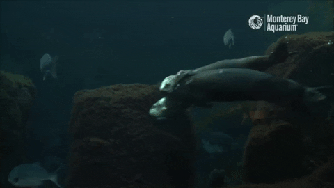 Sea Otter Swim GIF by Monterey Bay Aquarium