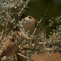 Pbs Nature Mexico GIF by Nature on PBS