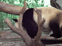 urine GIF