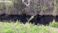 Big Black Bear Bathes in Swamp Before Bailing